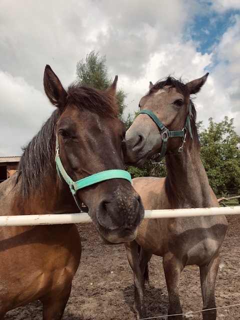 oferta nauki jazdy konno